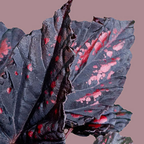 B. ‘Etna’